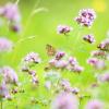 Bild oregano-dost-samen_17800.jpg