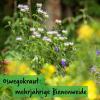 Bild oswegokraut-mehrjaehrig-saatgut_16967.jpg