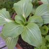 Bild pak-choi-kohl-pflanzen_18783.jpg