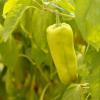 Bild paprika-goccia-d-oro-saatgut_19827.jpg