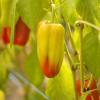 Bild paprika-goccia-d-oro-samen_19826.jpg