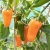 Bild paprika-lady-lou_20147.jpg