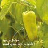 Bild paprika-saatgut-goccia-d-oro_18869.jpg