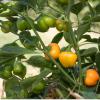 Bild paprika-sweet-julie-bio-saatgut-hof-jeebel_14730.jpg