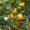 Bild paprika-sweet-julie-hof-jeebel.jpg