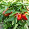 Bild paprika-yolo-bio-saatgut_12773.jpg