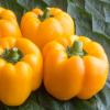 Bild paprika_afrodita_a_17036.jpg
