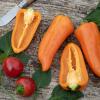 Bild paprika_lady-lou_20146.jpg