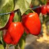 Bild paprika_quadrato_d_asti_rosso_b.jpg