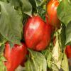 Bild paprika_quadrato_d_asti_rosso_c_13213.jpg