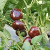 Bild paprika_yola_17228.jpg
