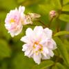 Bild pauls-himalayan-musk-kletterrosen-bestellen_3766.jpg