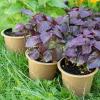 Bild perilla-rotes-shiso-pflanze_20517.jpg