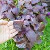 Bild perilla-rotes-shiso_pflanze_20516.jpg