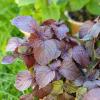 Bild perilla-rotes_shiso-pflanze_20515.jpg