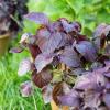 Bild perilla_rotes-shiso-pflanze_20407.jpg