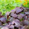 Bild perilla_rotes_shiso-pflanze_20408.jpg