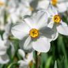 Bild pfauenaugen-narzisse-recurvus-blumenzwiebeln_12260.jpg