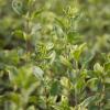 Bild: pfirsichsalbei-salvia-greggi-variegata-pflanze_21644.jpg 