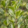 Bild: pfirsichsalbei-salvia-greggi-variegata-pflanze_2_22357.jpg 