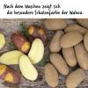 Bild pflanzkartoffel-wahou-gefleckt_19228.jpg