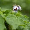 Bild: pflanzkartoffel_purplerain_6_22664.jpg 