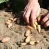 Bild pflanzkartoffeln-bamberger_hoernchen_20213.jpg