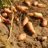 Bild pflanzkartoffeln_bamberger-hoernchen_20212.jpg