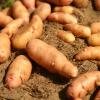 Bild pflanzkartoffeln_bamberger_hoernchen_20211.jpg
