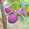 Bild pflaumen-obstbaum-the-czar_17851.jpg