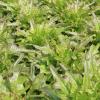 Bild pfluecksalat-cocarde-samen_4154.jpg