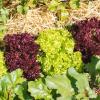Bild pfluecksalat-lollo-rosso_4149.jpg