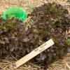 Bild pfluecksalat-red-salad-bowl-saatgut.jpg