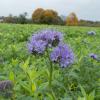 Bild phacelia_gruenduenger_3_11651.jpg