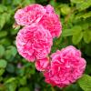 Bild pink-swany-bodendecker-rosen_18027.jpg