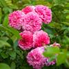 Bild pink-swany-bodendeckerrose_3741.jpg