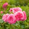 Bild pink-swany-bodendeckerrosen_18026.jpg