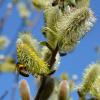 Bild: pollenweiden-salix-megapollis-hof-jeebel_16029.jpg 