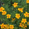 Bild polsterstudentenblume-tagetes-hof-jeebel_14498.jpg