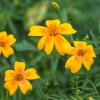 Bild polsterstudentenblume-tagetes-tenuifolia-hof-jeebel_17231.jpg