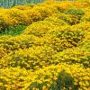 Bild polsterstudentenblumen-als-mischkultur-im-gemuesebeet_3920.jpg