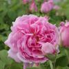 Bild portlandrose-mme-boll-biogartenversand.jpg