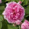 Bild portlandrose-mme-boll-hof-jeebel.jpg