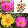 Bild portulakroeschen-portulaca-grandiflora-biogartenversand_8229.jpg