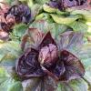 Bild: radicchio-grumolo-rosso-zichorie-saatgut_20671.jpg 