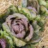 Bild: radicchio-salat_variegata-di-luisa-saatgut_11344.jpg 