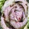 Bild: radicchio-variegata-di-luisa-saatgut_21319.jpg 
