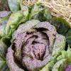 Bild: radicchio-variegata-di-luisa-samen_21318.jpg 