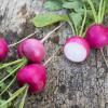 Bild radieschen-grazer-treib-bio-saat-biogartenversand.jpg