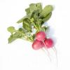 Bild radieschen-grazer-treib-bio-saatgut-biogartenversand_14531.jpg